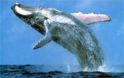 Manly Whale Watching